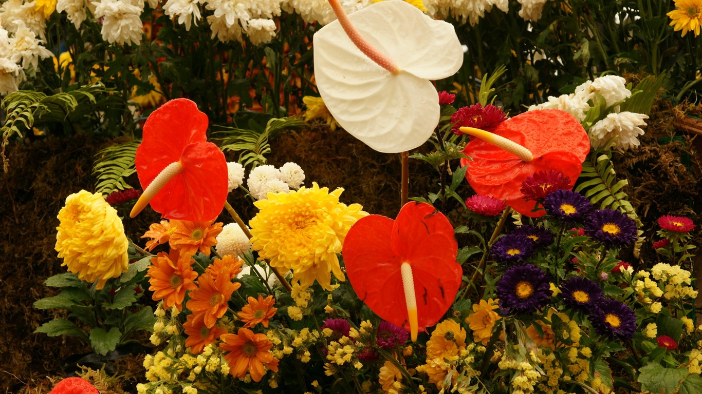 Barevné květy zdobí tapety (2) #17 - 1366x768