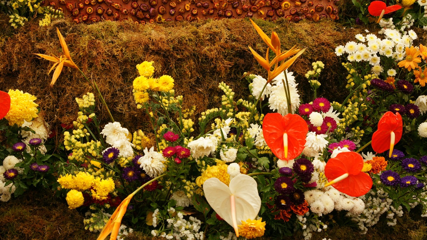 fleurs colorées décorent fond d'écran (2) #18 - 1366x768