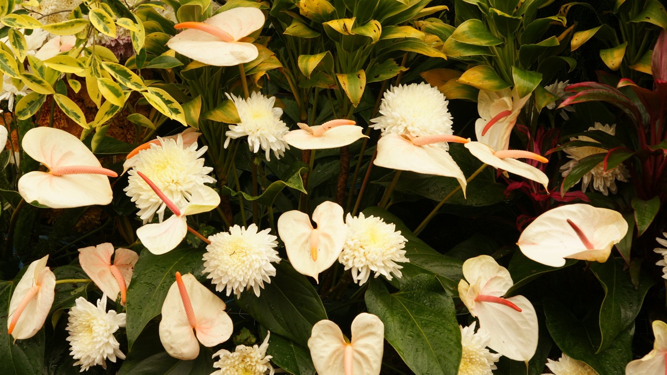 fleurs colorées décorent fond d'écran (2) #19 - 1366x768