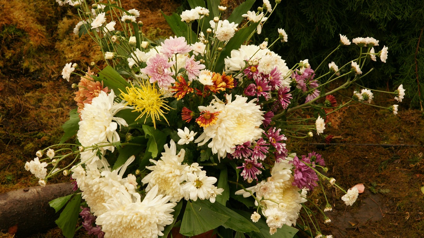 七彩花朵裝飾 壁紙(三) #1 - 1366x768