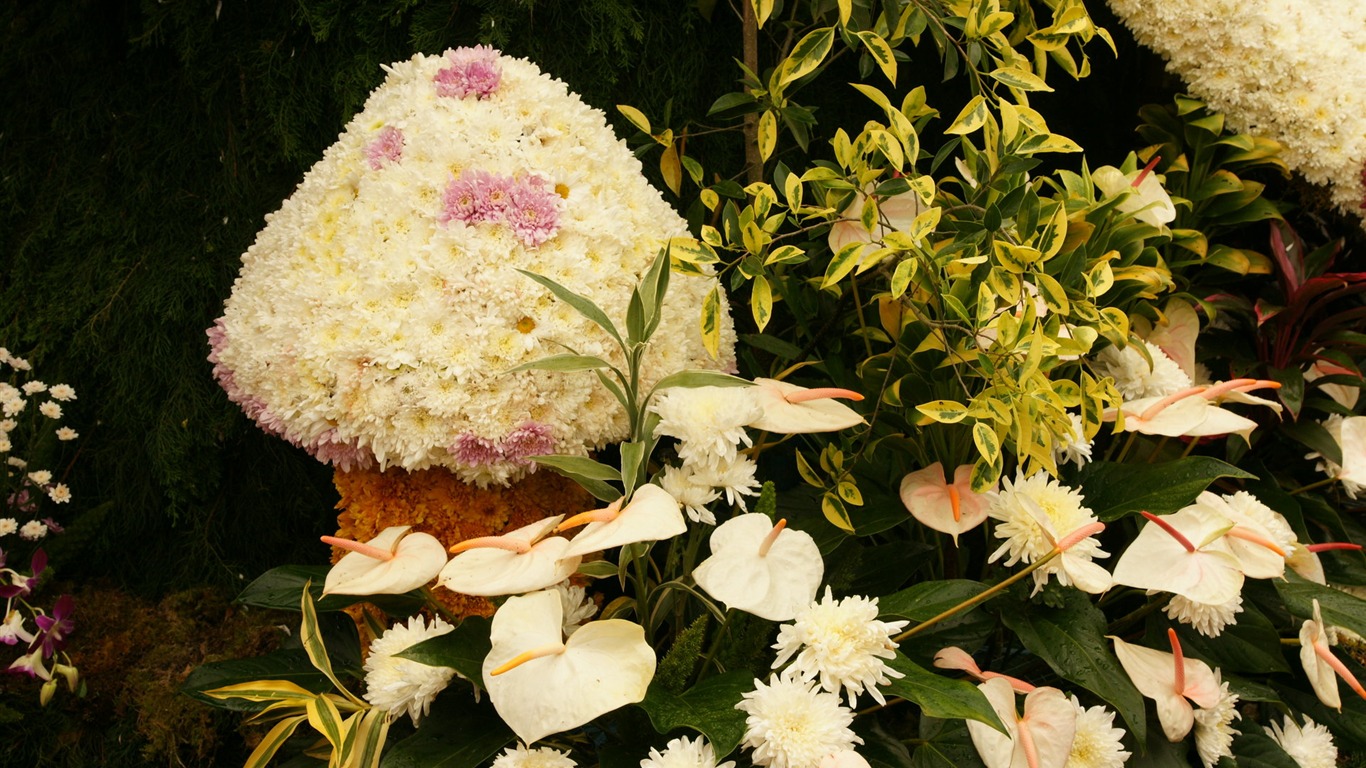 七彩花朵裝飾 壁紙(三) #2 - 1366x768