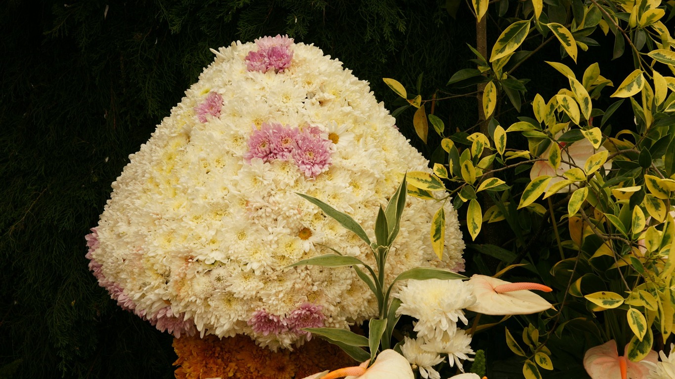 七彩花朵裝飾 壁紙(三) #3 - 1366x768