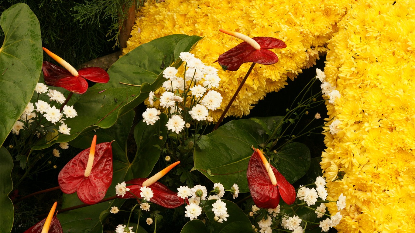 七彩花朵裝飾 壁紙(三) #7 - 1366x768
