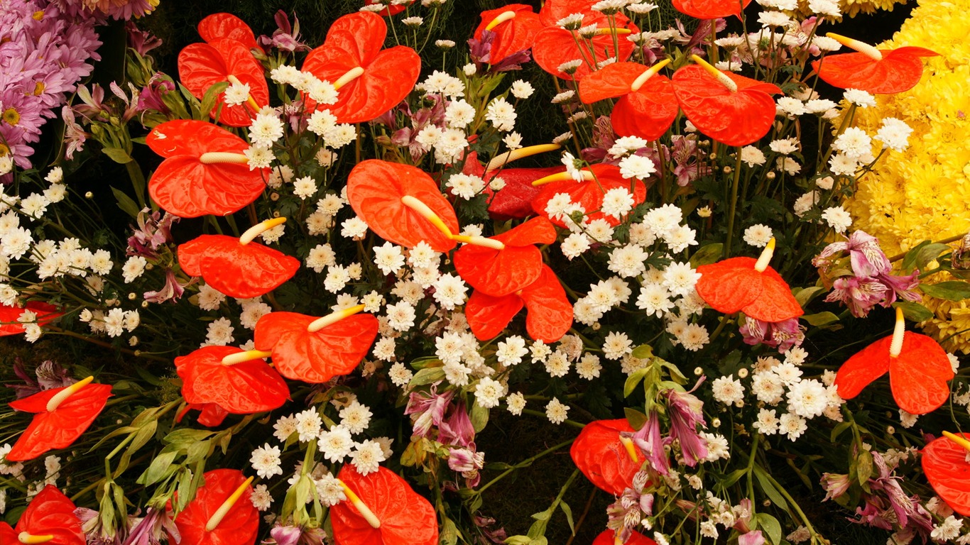 七彩花朵裝飾 壁紙(三) #13 - 1366x768