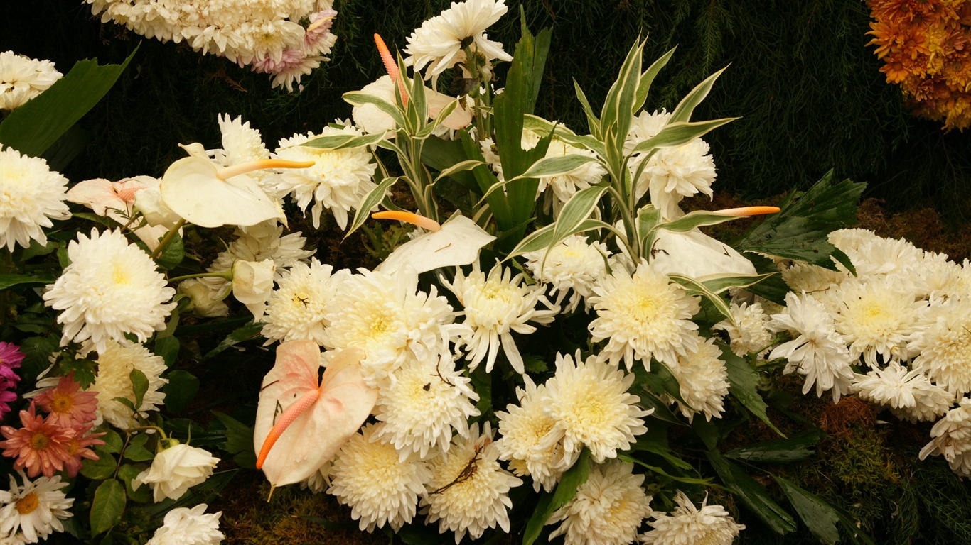 七彩花朵裝飾 壁紙(三) #14 - 1366x768