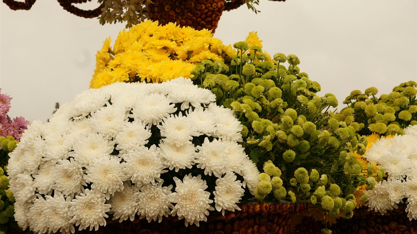 七彩花朵裝飾 壁紙(三) #17 - 1366x768
