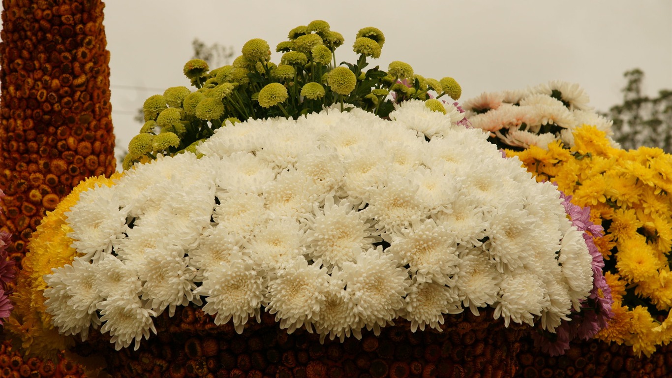 七彩花朵裝飾 壁紙(三) #20 - 1366x768