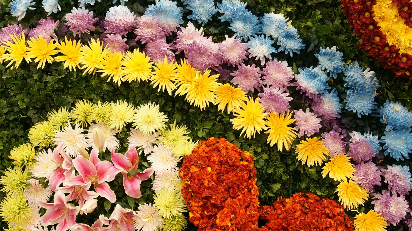 fleurs colorées décorent fond d'écran (4) #1 - 1366x768