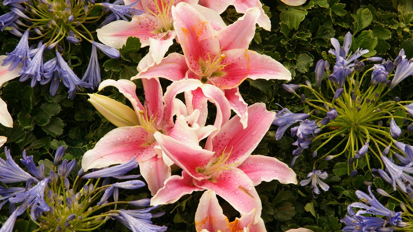 fleurs colorées décorent fond d'écran (4) #7 - 1366x768
