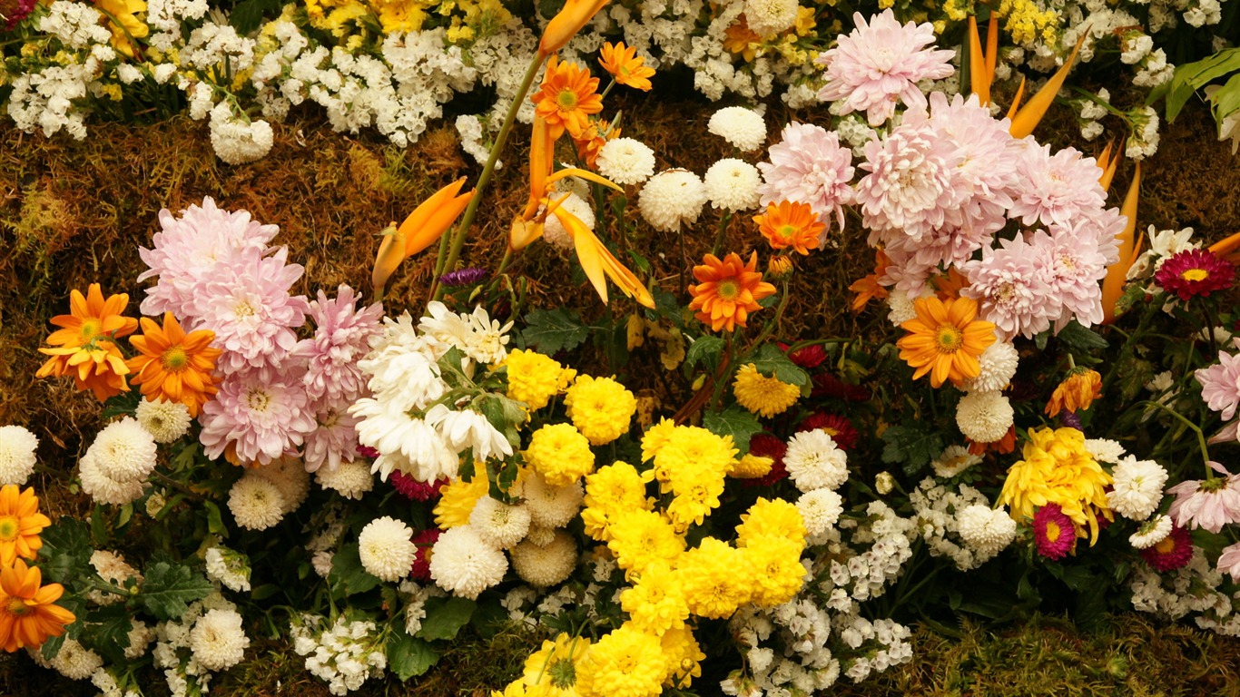 Barevné květy zdobí tapety (4) #9 - 1366x768