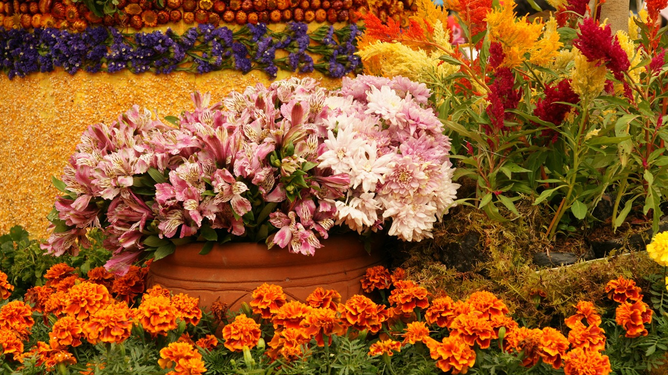 fleurs colorées décorent fond d'écran (4) #10 - 1366x768