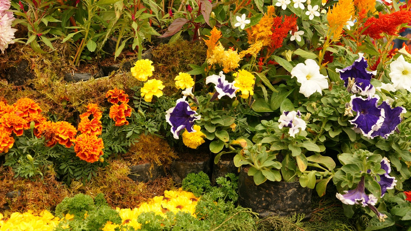 fleurs colorées décorent fond d'écran (4) #11 - 1366x768