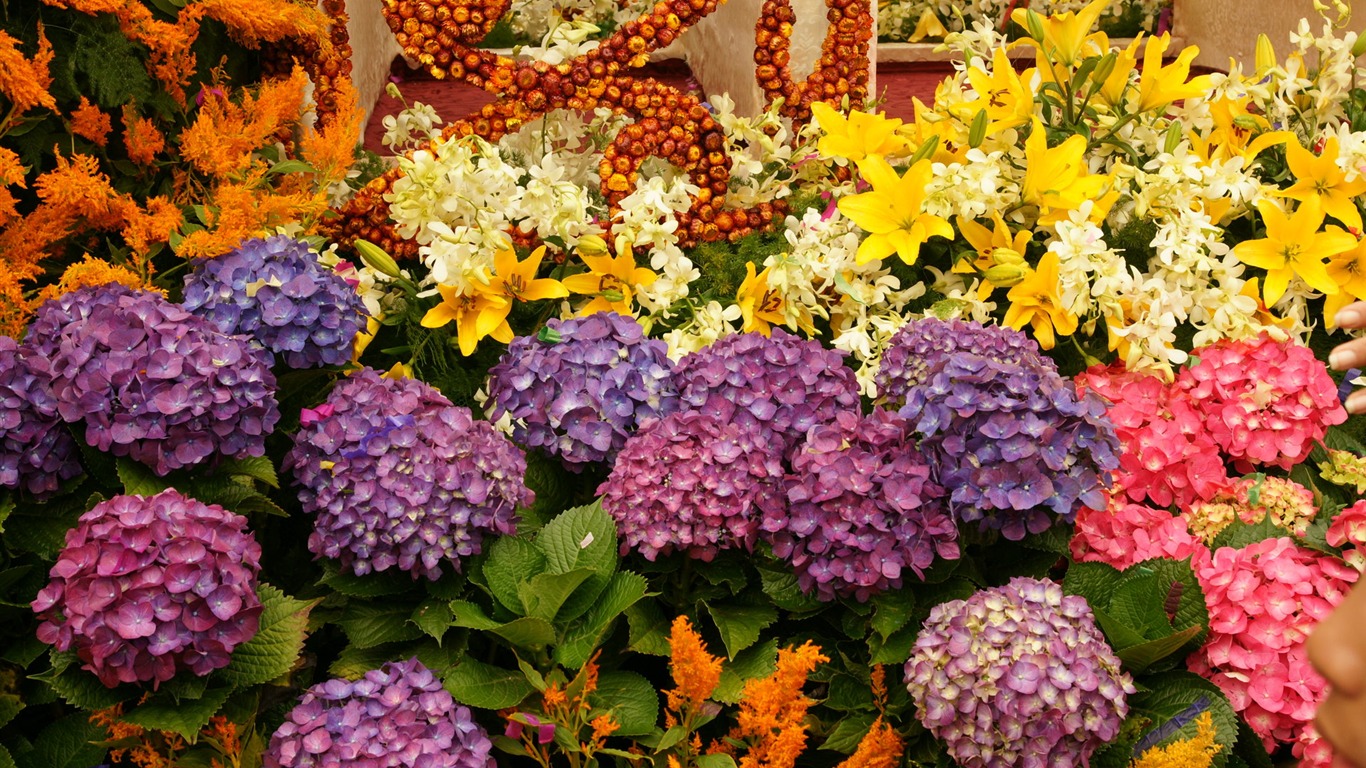 Barevné květy zdobí tapety (4) #14 - 1366x768