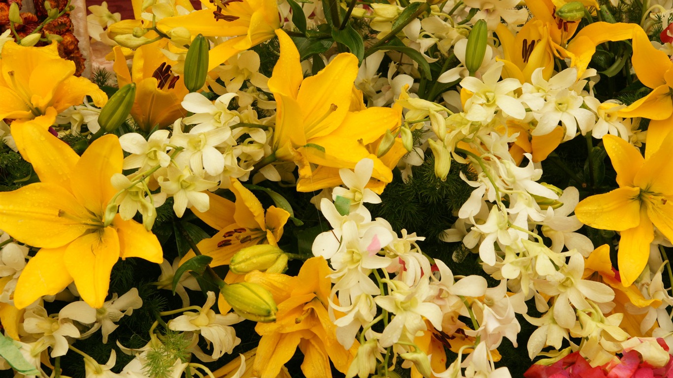 七彩花朵裝飾 壁紙(四) #15 - 1366x768