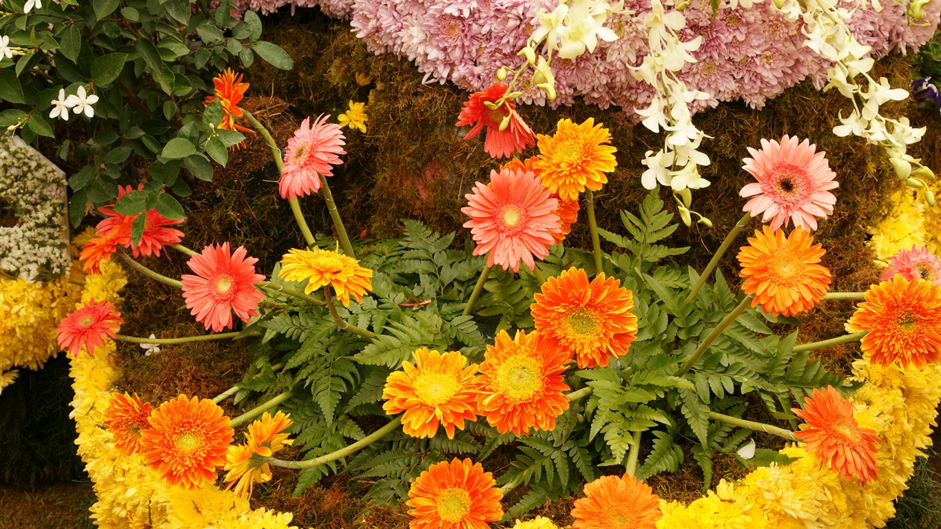 fleurs colorées décorent fond d'écran (4) #19 - 1366x768