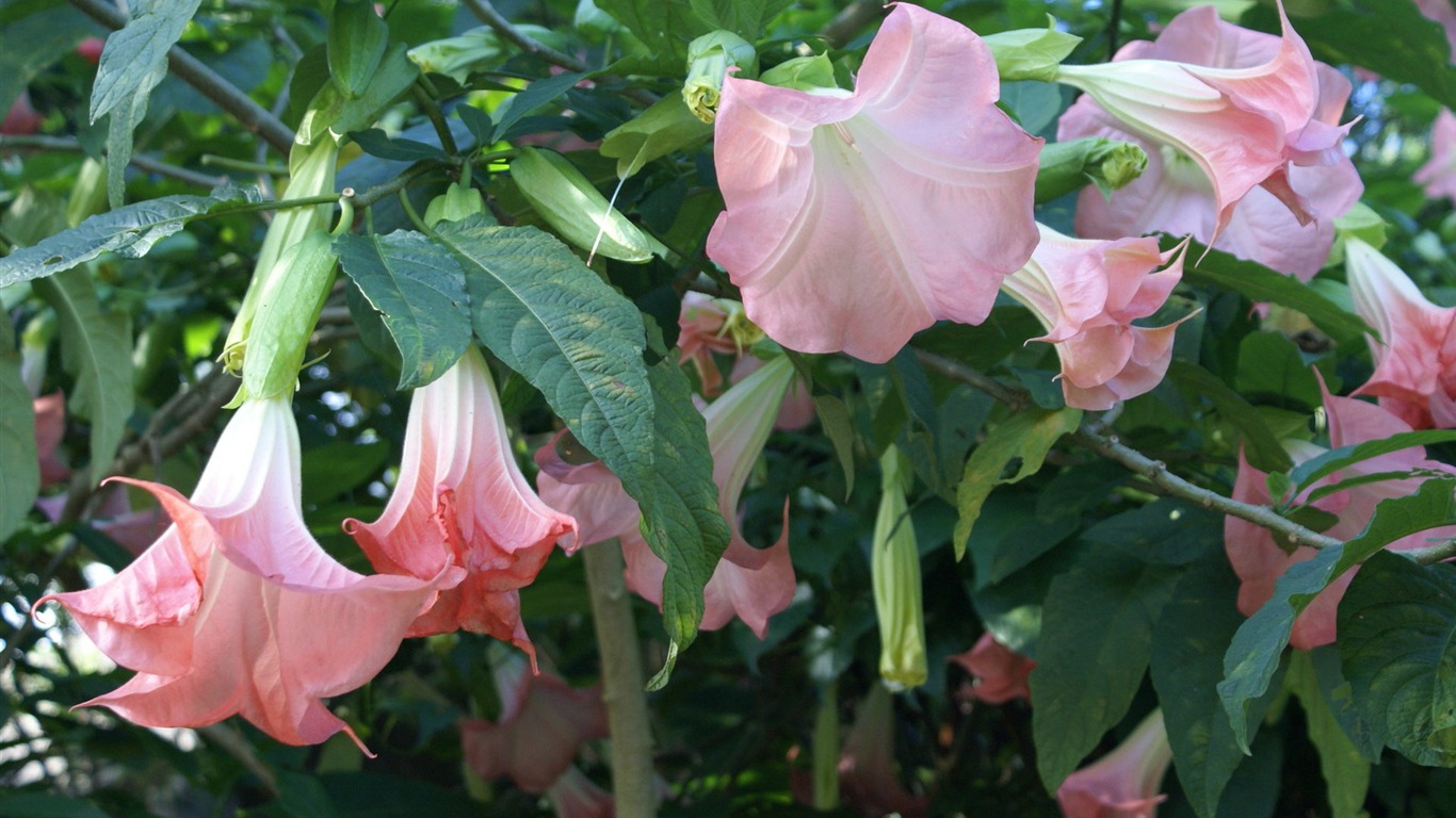 fondos de escritorio de flores con pantalla ancha de cerca (31) #1 - 1366x768