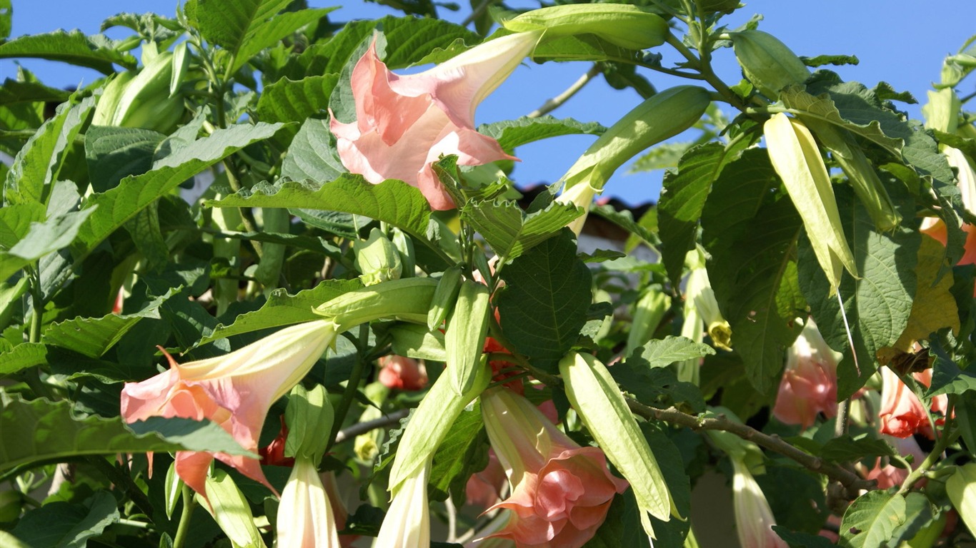 fondos de escritorio de flores con pantalla ancha de cerca (31) #2 - 1366x768