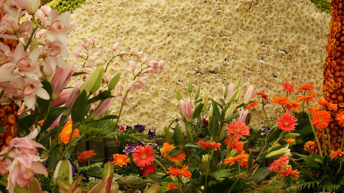 Widescreen wallpaper flowers close-up (31) #17 - 1366x768