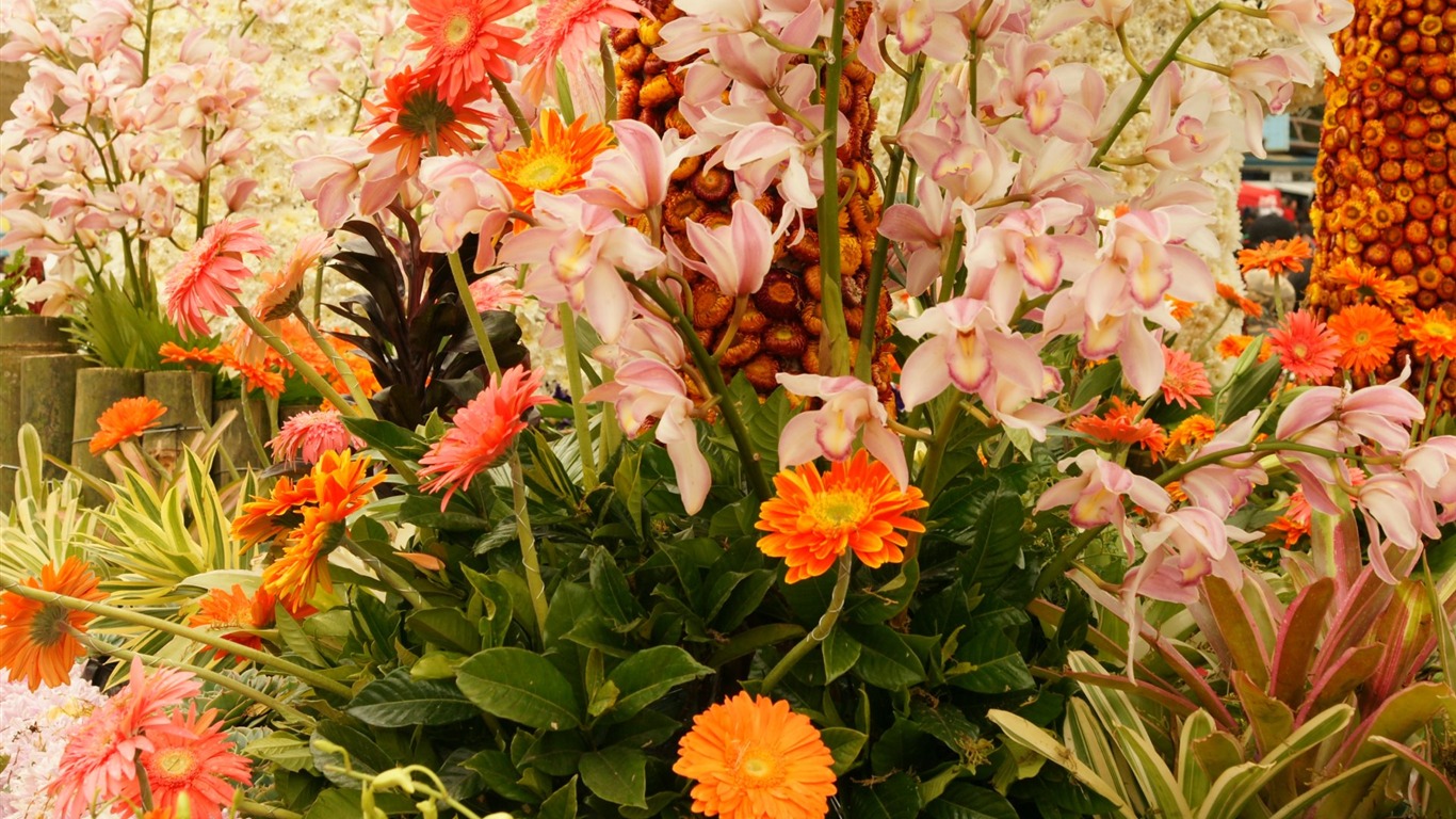 Widescreen wallpaper flowers close-up (31) #18 - 1366x768