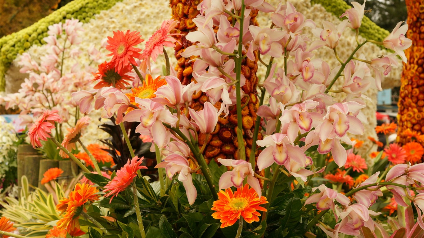Širokoúhlý tapety květiny close-up (31) #20 - 1366x768