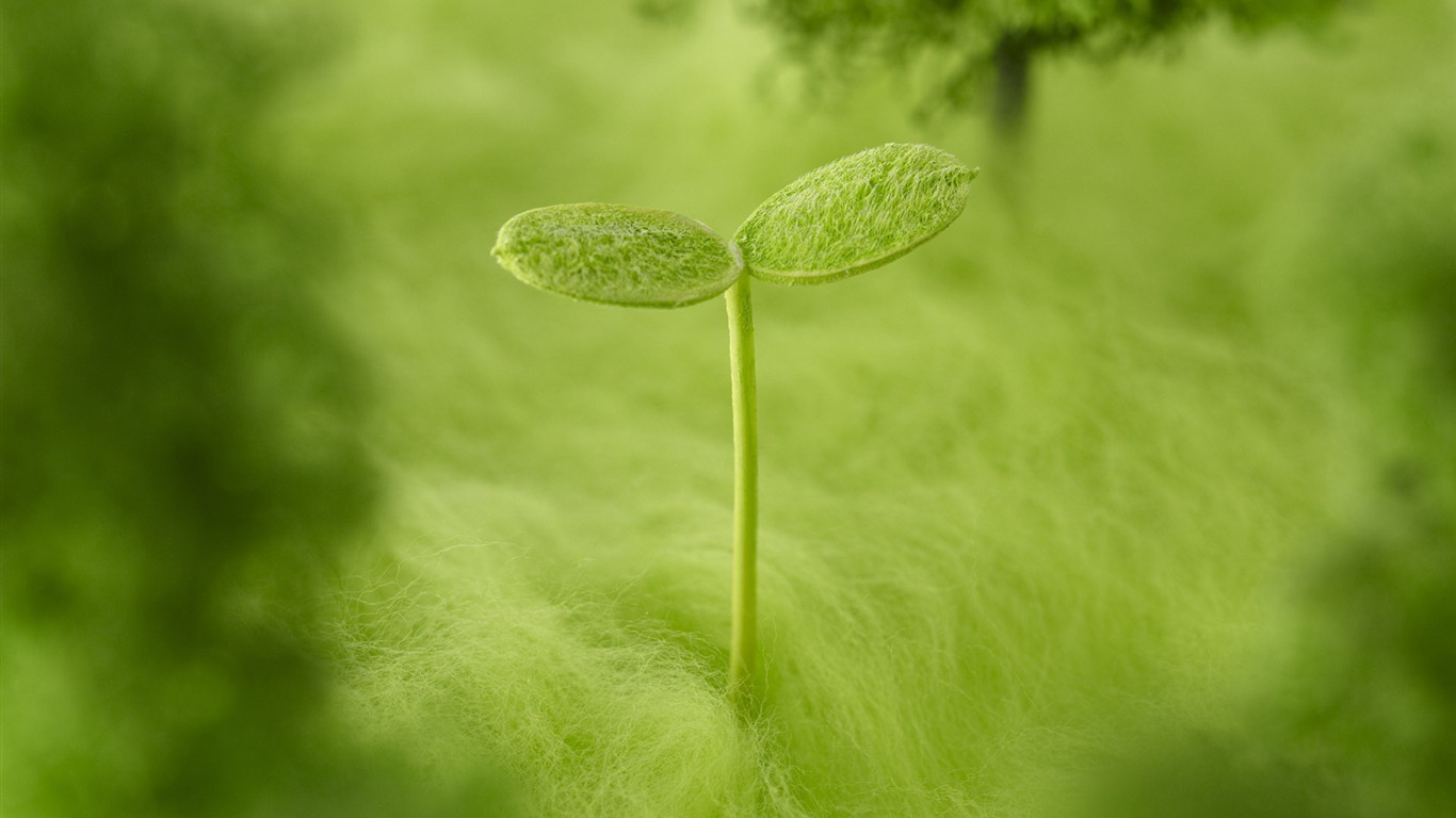 Green and Natural Wallpaper (1) #13 - 1366x768