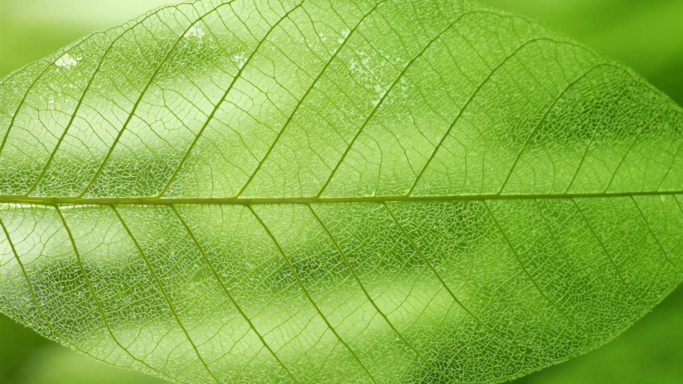 Verde y Fondos Naturales (1) #20 - 1366x768