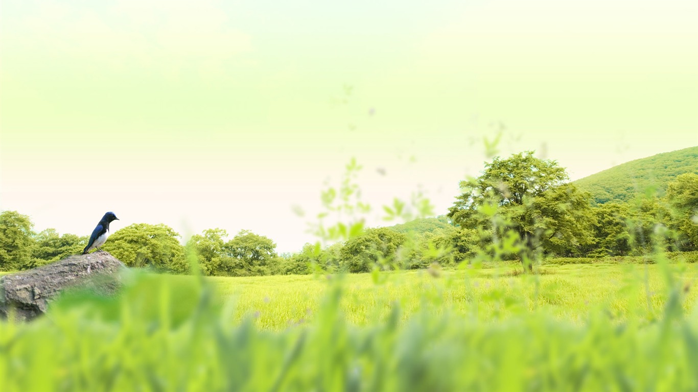 Green and Natural Wallpaper (2) #4 - 1366x768