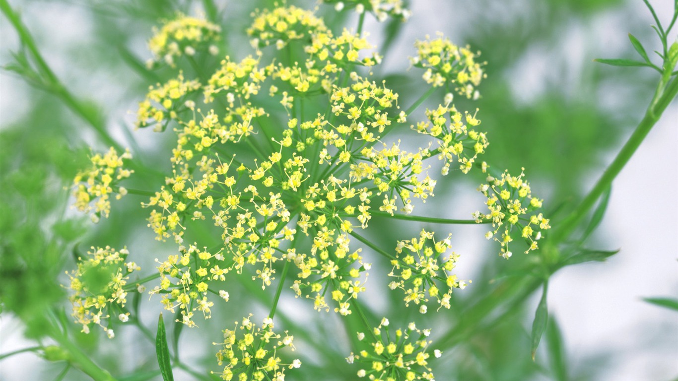 草本生活元素 壁纸专辑7 - 1366x768
