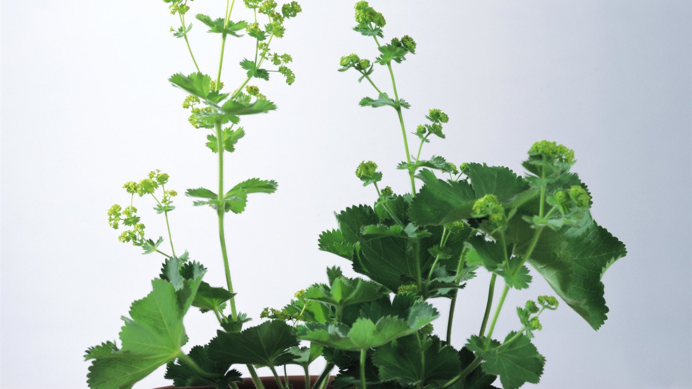 Herbal-life wallpapers #16 - 1366x768