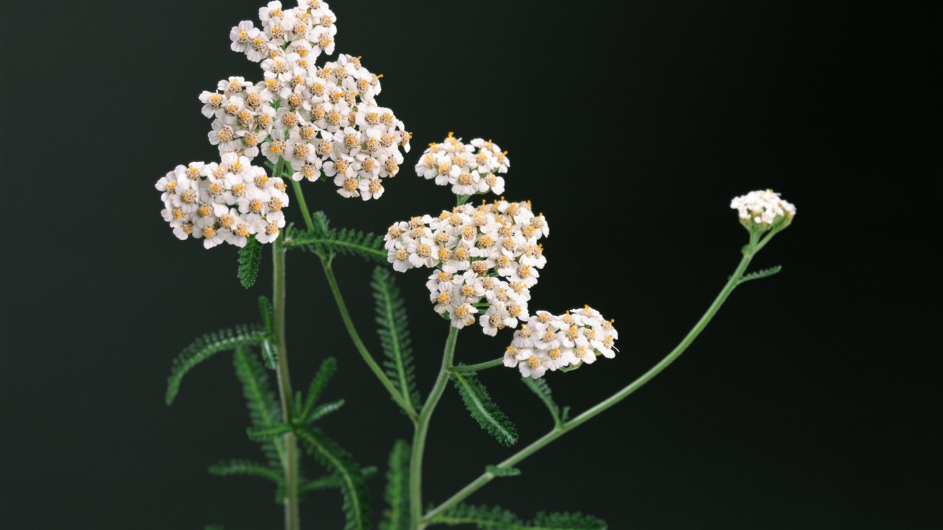 fonds d'écran à base de plantes et la vie #17 - 1366x768