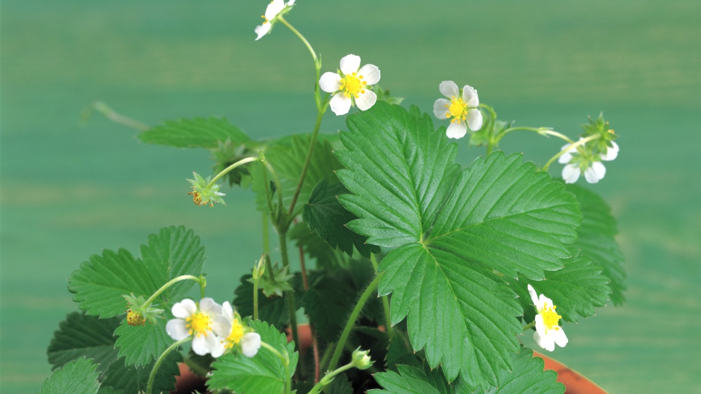 fonds d'écran à base de plantes et la vie #21 - 1366x768