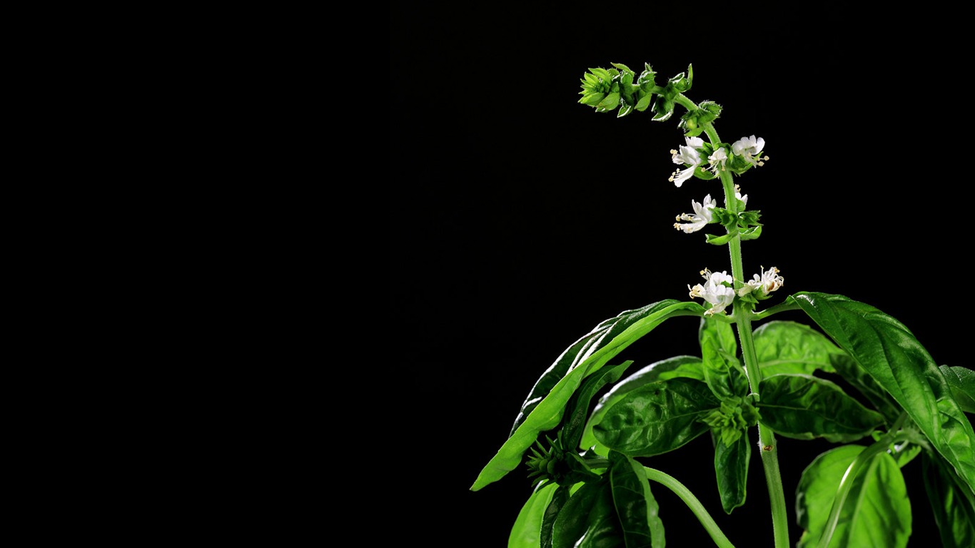 Bylinné-life tapety #28 - 1366x768
