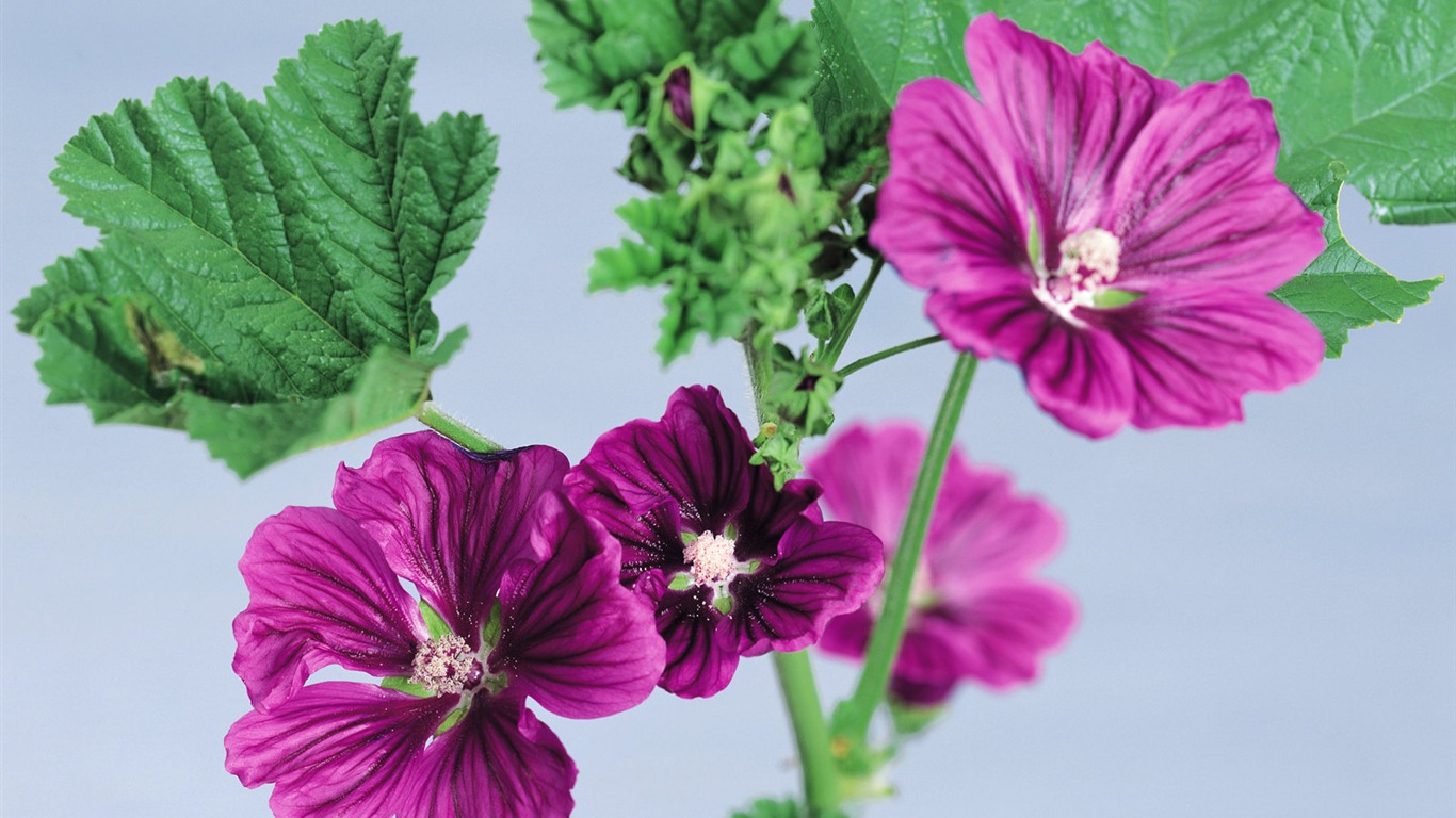 fonds d'écran à base de plantes et la vie #33 - 1366x768