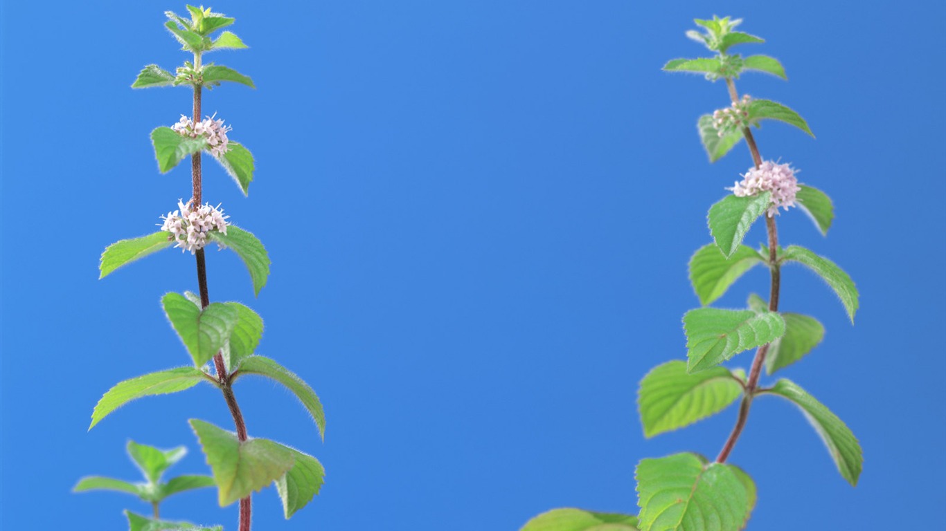 fonds d'écran à base de plantes et la vie #37 - 1366x768