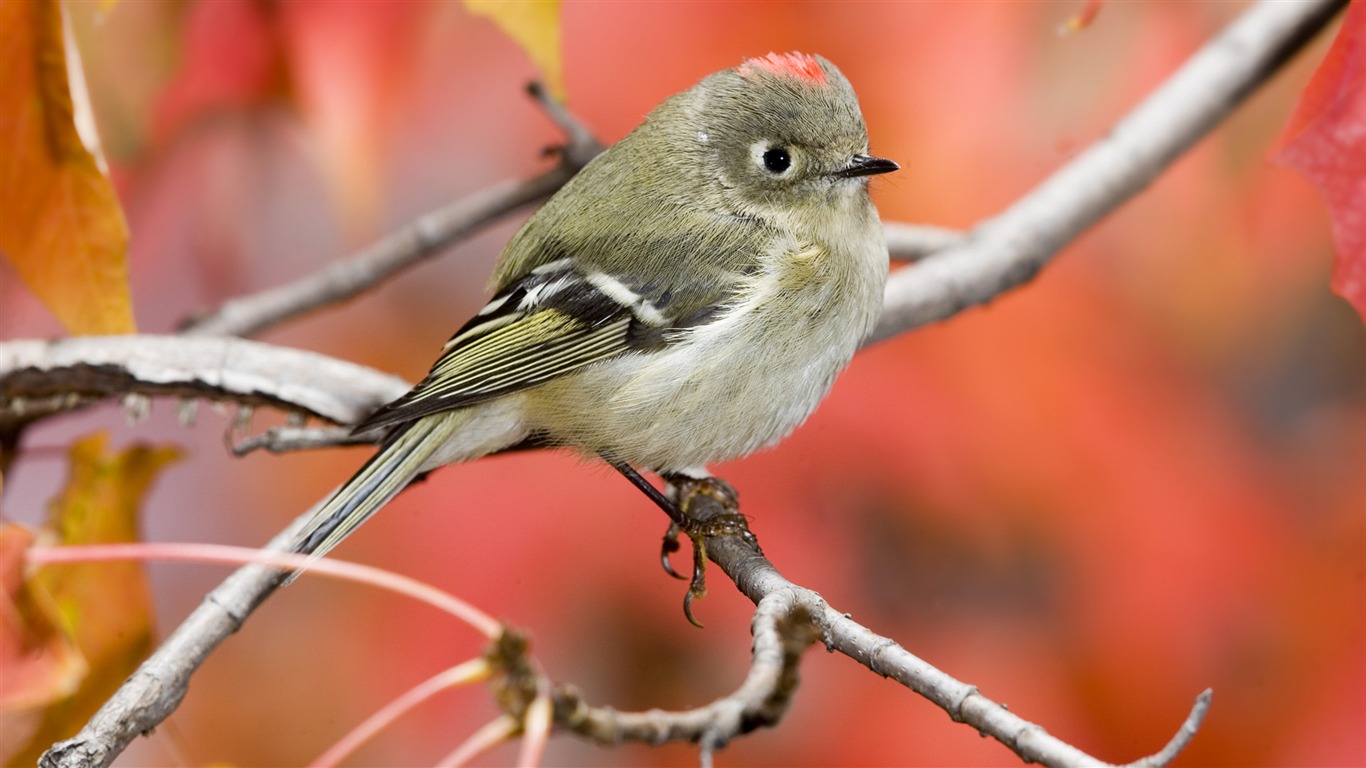 Animal Widescreen Wallpapers Collection (26) #1 - 1366x768