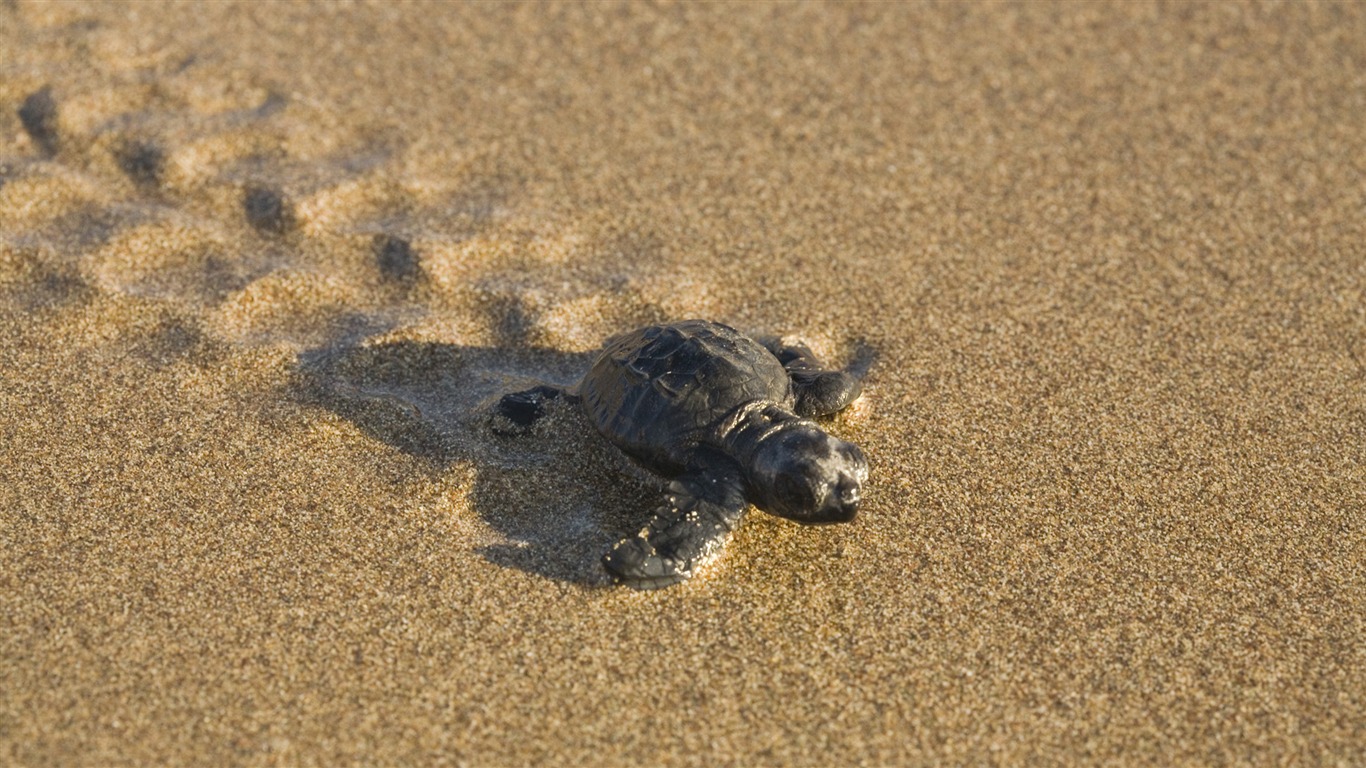 Animal Widescreen Wallpapers Collection (26) #2 - 1366x768