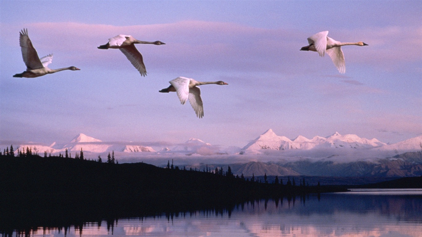 zvířat širokoúhlý Tapety Kolekce (26) #15 - 1366x768
