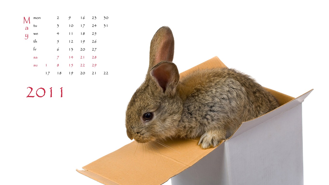 Year of the Rabbit 2011 calendar wallpaper (1) #5 - 1366x768