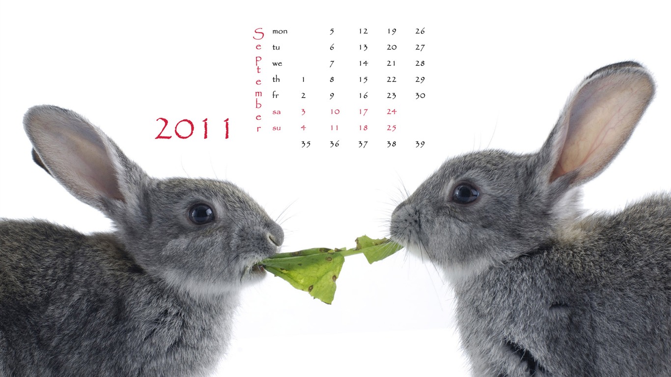 Year of the Rabbit 2011 calendar wallpaper (1) #9 - 1366x768