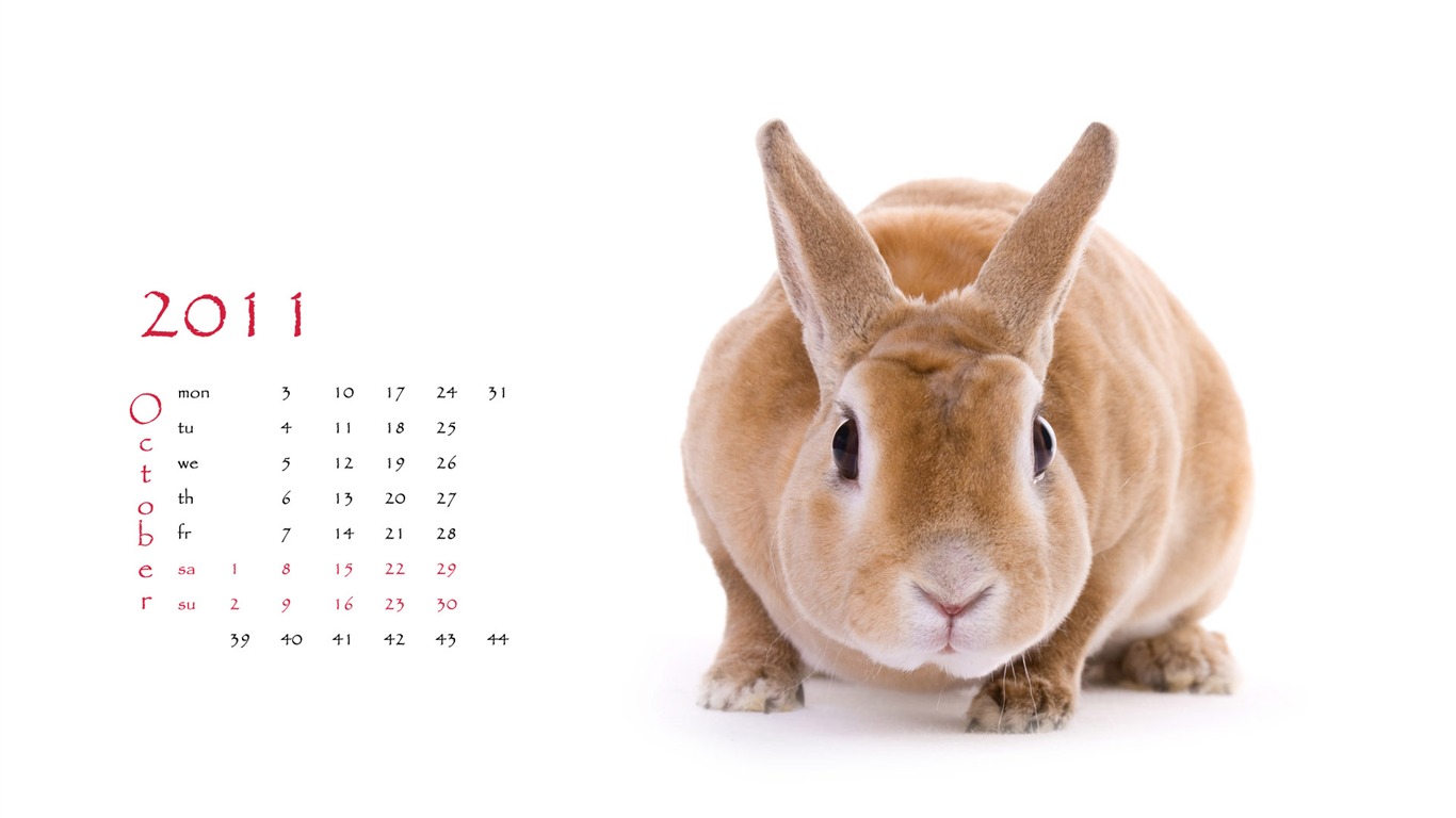Year of the Rabbit 2011 calendar wallpaper (1) #10 - 1366x768