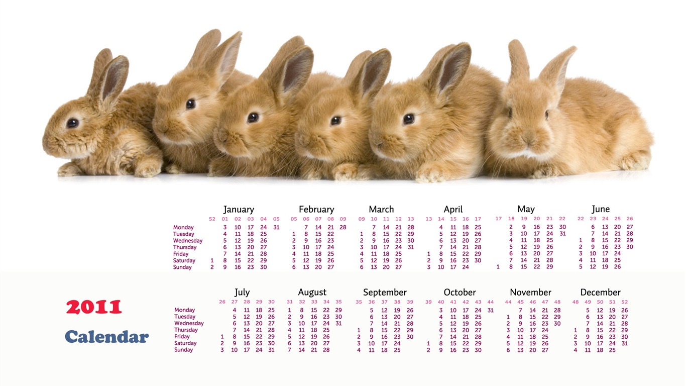 Year of the Rabbit 2011 calendar wallpaper (1) #14 - 1366x768