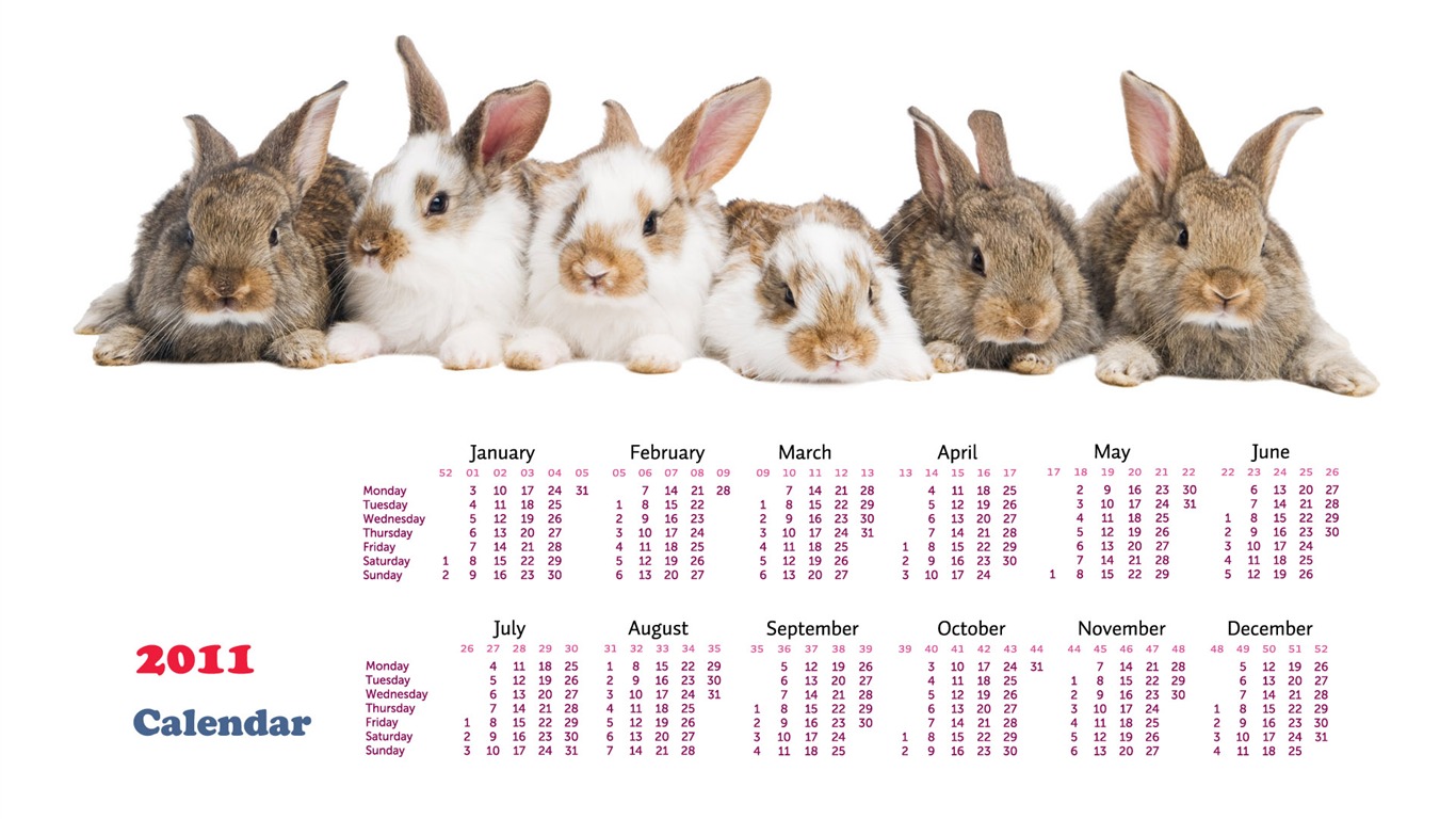 Year of the Rabbit 2011 calendar wallpaper (1) #19 - 1366x768