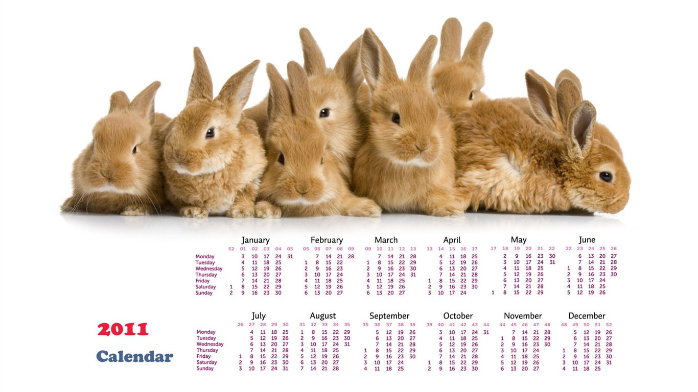 Year of the Rabbit 2011 calendar wallpaper (1) #20 - 1366x768