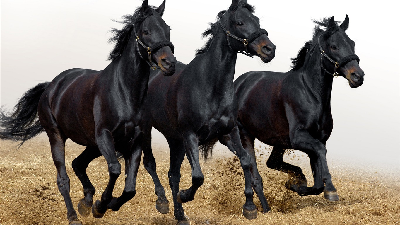 Super horse photo wallpaper (1) #2 - 1366x768