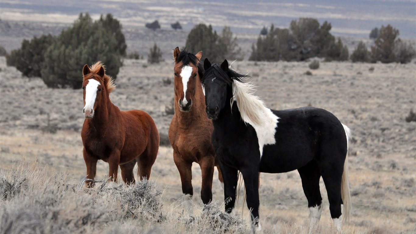 Super horse photo wallpaper (1) #5 - 1366x768