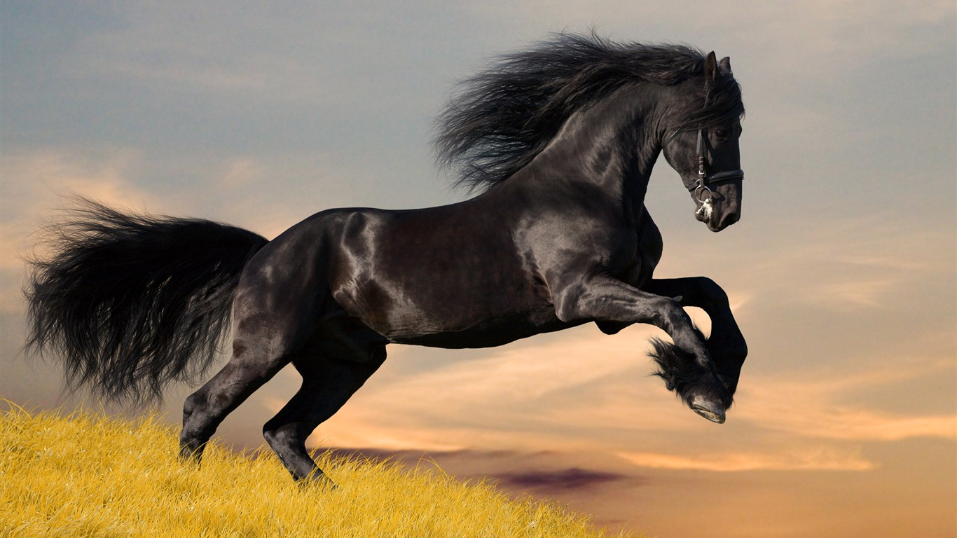 Супер лошадь фото обои (1) #7 - 1366x768