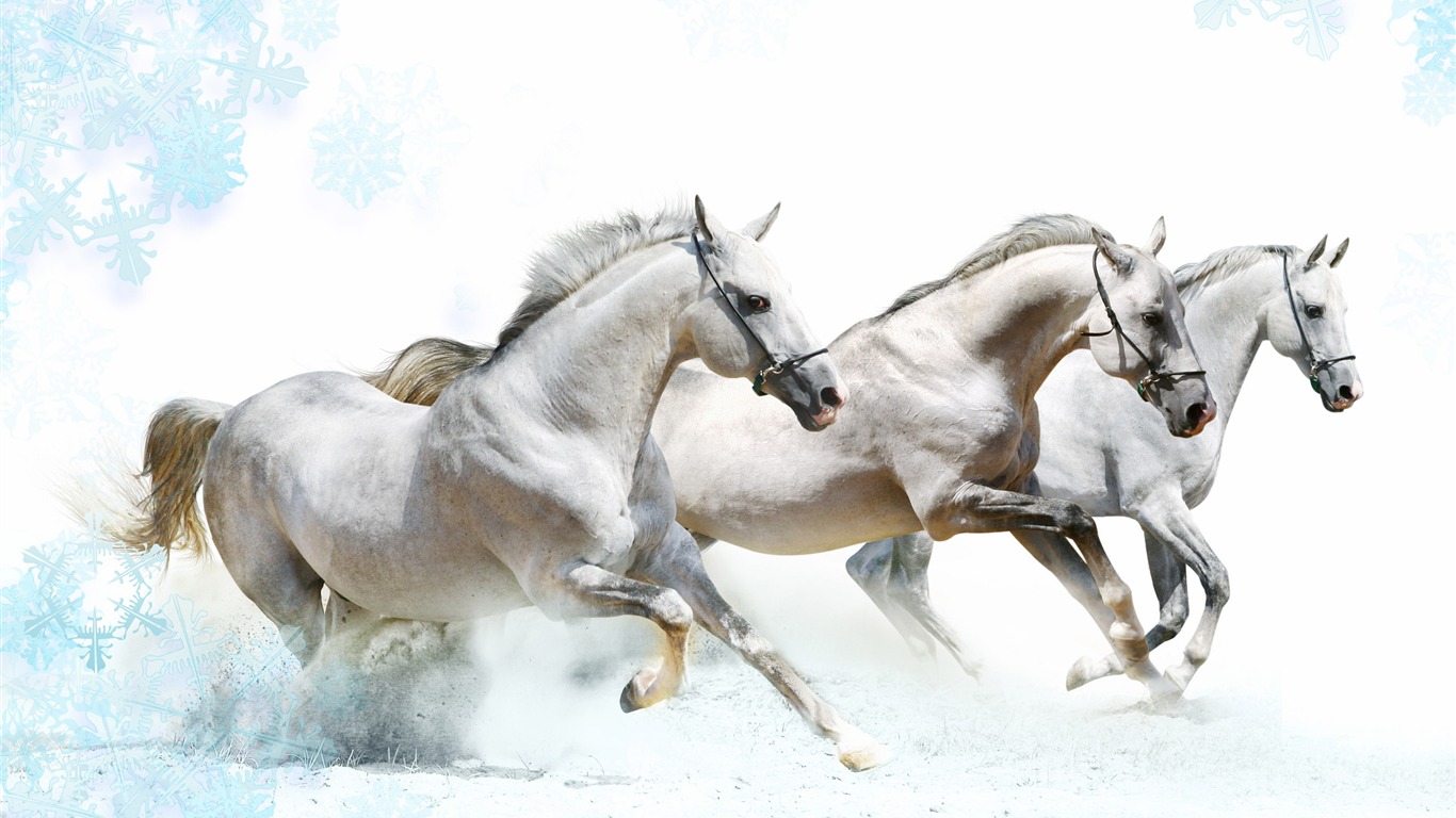 Super horse photo wallpaper (1) #9 - 1366x768