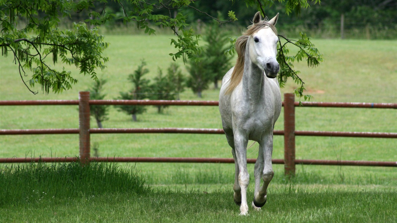 Super horse photo wallpaper (1) #11 - 1366x768