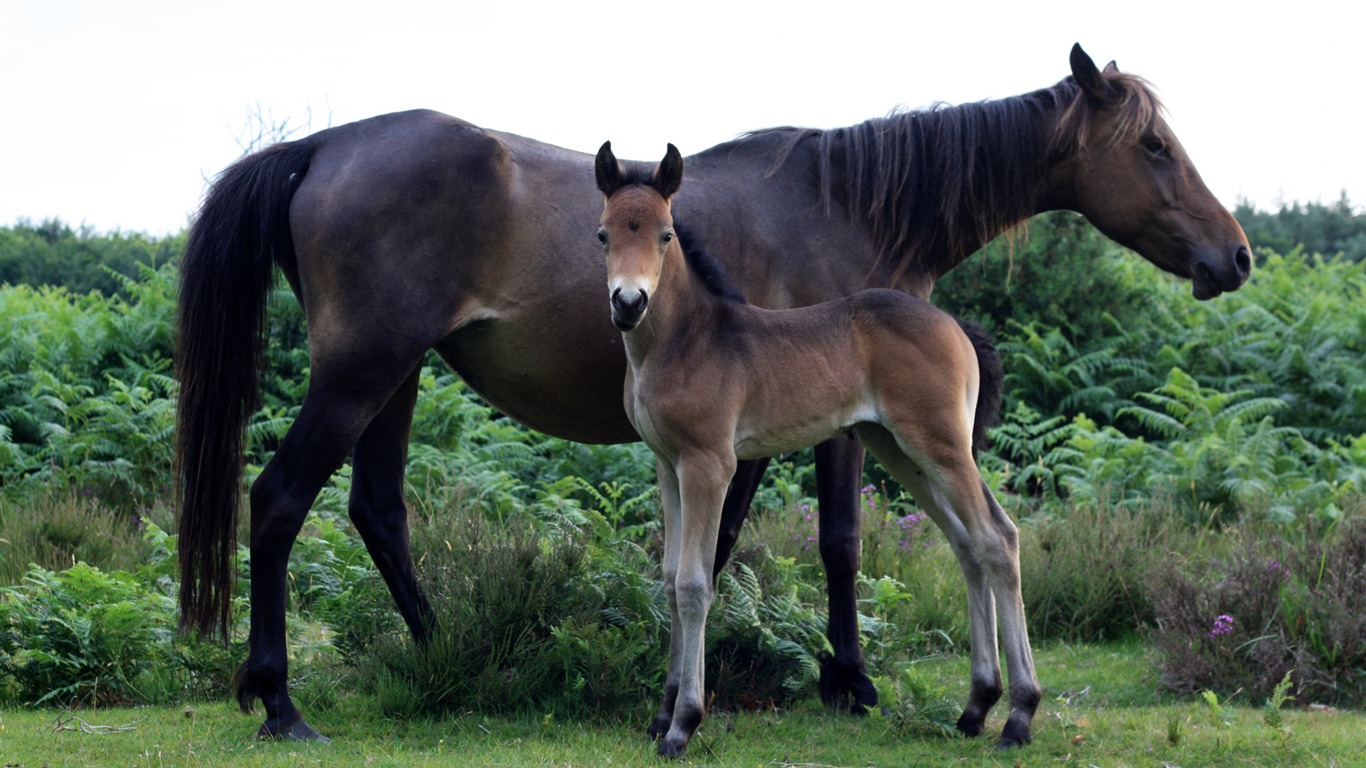 Caballo Super fotografía de fondo (1) #12 - 1366x768