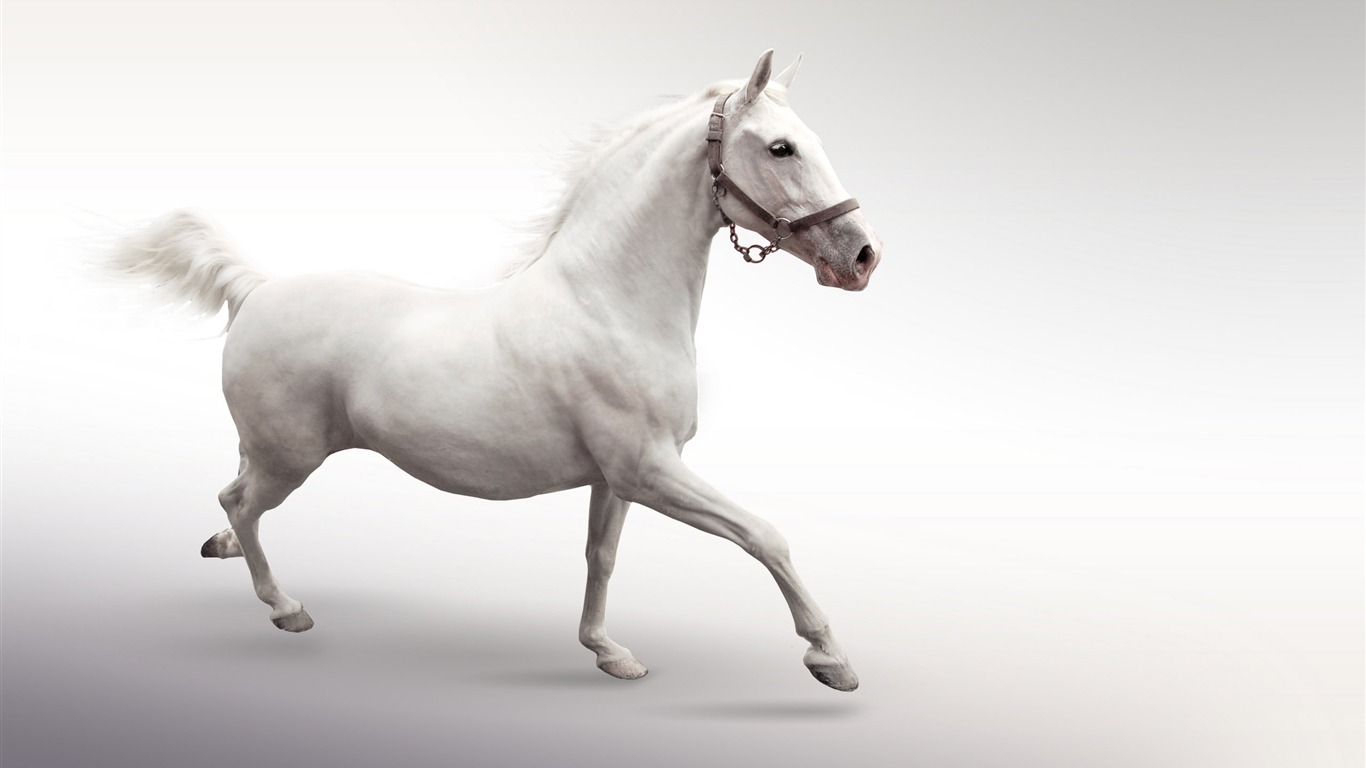 Super horse photo wallpaper (1) #15 - 1366x768